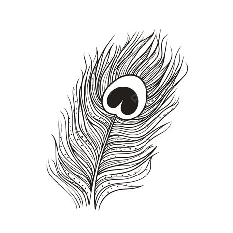 Black And White Peacock Feather Vector Outline Sketch Drawing, Peacock ...