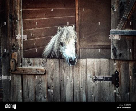 Falabella, miniature horse, in stable Stock Photo - Alamy