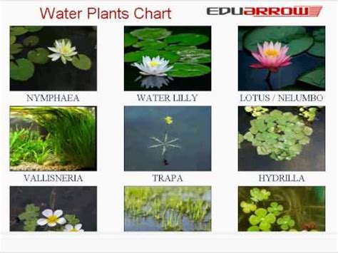 Water Plants name | Water Plants Chart | Water Plant name with Picture | paani wale ped names ...