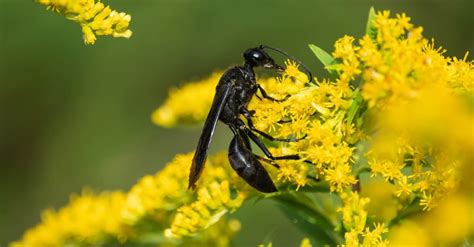 Black Wasp - A-Z Animals