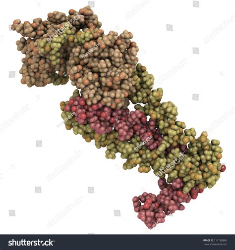 Human Cardiac Troponin (Core Domain). Troponin Is A Complex Of ...