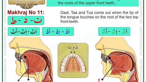 Makhraj No 11/17 - Makhraj of Taa, Daal and Tua - Articulation Points of Arabic Alphabet Letters ...