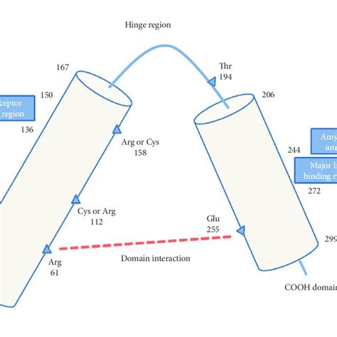 Schematic diagram of human apolipoprotein E structure and main... | Download Scientific Diagram