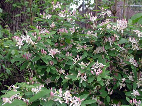 Wild White Flowering Bush Identification - Honeysuckles : The flowers are arranged in blocks of ...