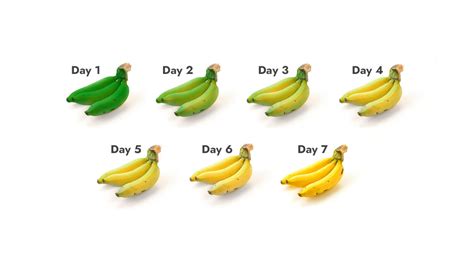 RINAC - All You Need to Know About Banana Ripening Chambers