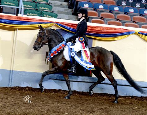 American Morgan Horse Association – Dressage