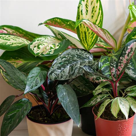 Plant Care Guide - Aglaonema – Zen Botanicals & Gift Shop