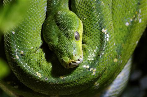 Rainforest Snakes | Photos & Info | Thinkjungle.com