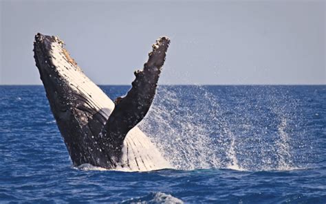 Narooma Whale Watching - Charter Fish Narooma