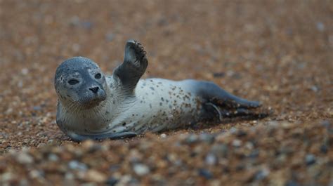 Accidental Nature: Waiving or Drowning? Seal Rescue