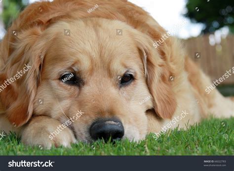 Sad Golden Retriever Lying On The Grass. Stock Photo 66022783 ...