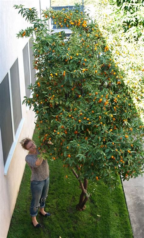 How to Grow Kumquat, Easy Tips for Growing and Harvesting Kumquat ...