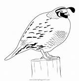 California Quail 6 Coloring Page For Kids  Free Quails Printable sketch template