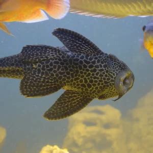 Hypostomus plecostomus - Facts, Diet, Habitat & Pictures on Animalia.bio