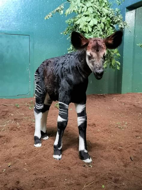 Baby Okapi Born at London Zoo Takes 'First Wobbly Steps Minutes' After ...