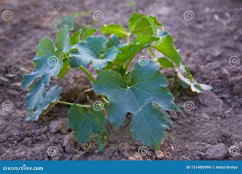 Zucchini Seedling Growing on a Vegetable Bed. Cultivation and Planting ...