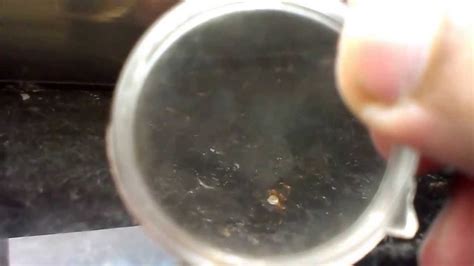 ants carrying sugar - YouTube