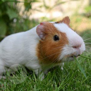 Cavia's | DierenWiki - Alles over knaagdieren Cavia's