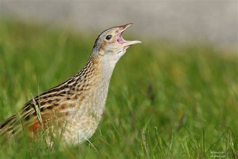 Corncrake Quotes About Photography, Photography Workshops, Wildlife Photography, Photography ...