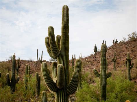 Sahara Desert Cactus Flower