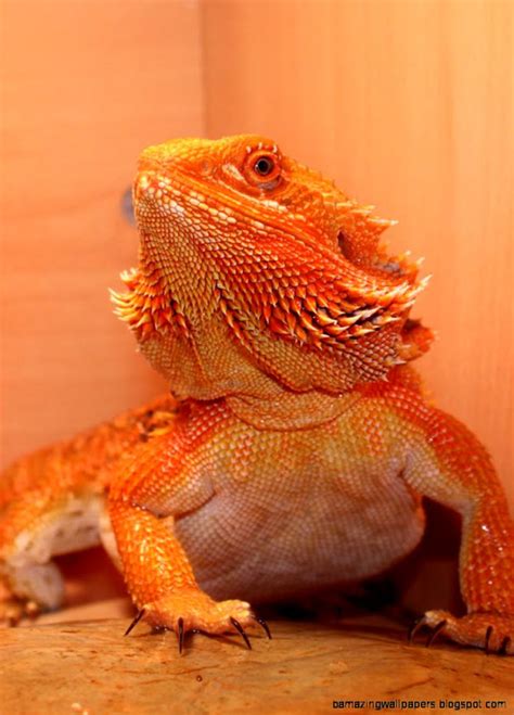 Orange Bearded Dragon | Amazing Wallpapers