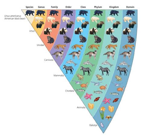 Evolution Accounts for the Unity and Diversity of Life - campbell book