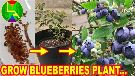 How To Grow Blueberries At Home: Tips and Tricks for a Successful Harvest