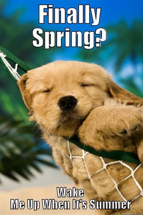 Finally spring? - quickmeme