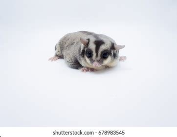 Fat Sugar Glider On White Background Stock Photo 678983545 | Shutterstock