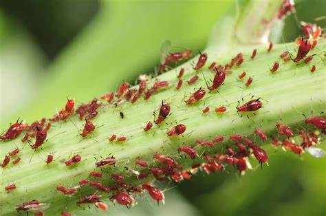 Aphids On Tomato Plants – Complete Guide to Natural Aphid Prevention ...