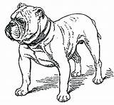 Georgia Bulldog Coloring Pages To Print sketch template