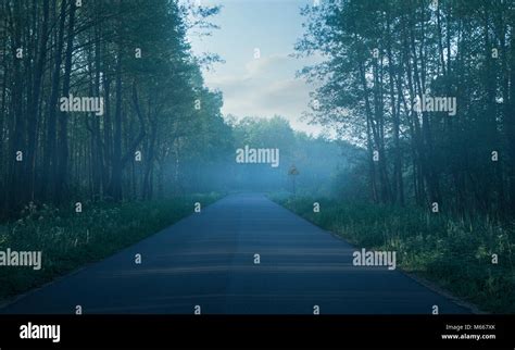 Foggy road in the forest Stock Photo - Alamy