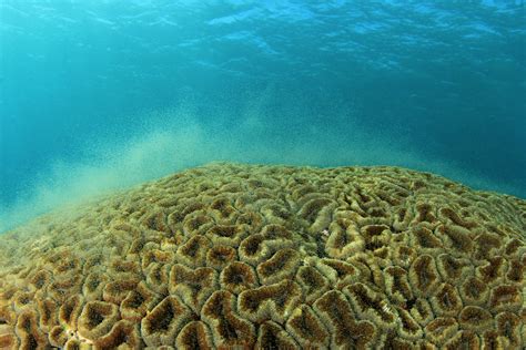 Coral Spawning 2017 - Sunwise Bonaire