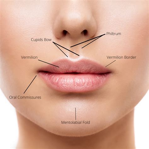 Understanding Lip Anatomy for Augmentation - Renaissance Plastic Surgery