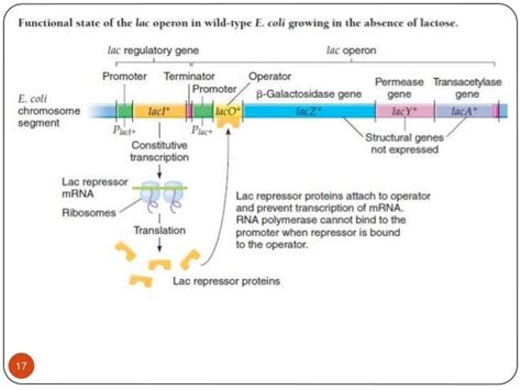 Gene regulation in prokaryotes