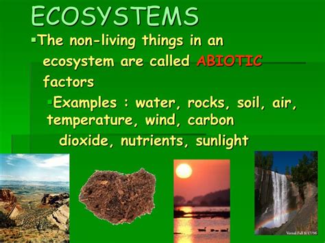 Components Of Ecosystem PPT