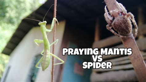 PRAYING MANTIS VS GAGAMBA | TARANTULA ↗️ FHD - YouTube