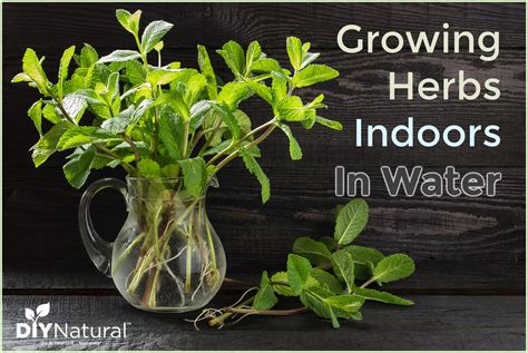 Growing Herbs In Water Indoors for Healthy Herbs All Year