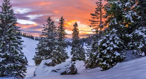 Winter Wonderland, forest, trees, snow, Winter, HD wallpaper | Peakpx