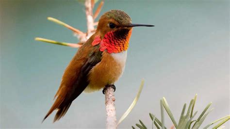 177+ Amazing Hummingbird Names | Names Cluster