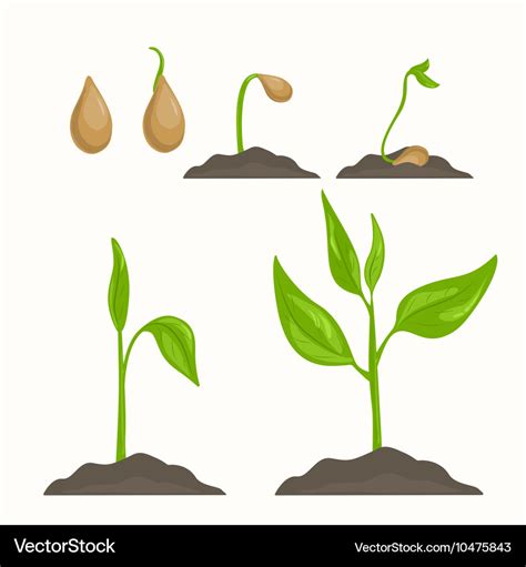 Plant evolution life cycle growth phases Vector Image