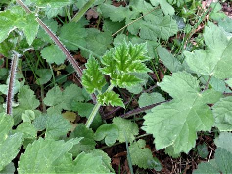 Hogweed, Cow Parsnip, Heracleum sphodylium