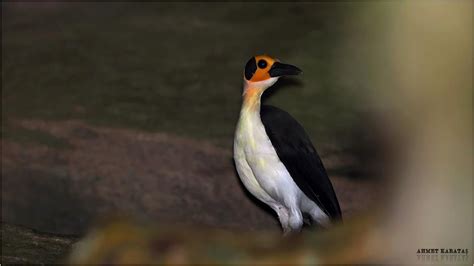 Picathartes gymnocephalus (Upper Guinean endemic and star of Ghana birds) | Beautiful birds ...