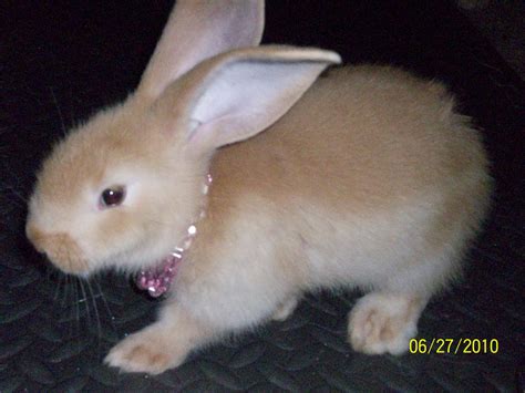 Flemish giant rabbit may be getting one of these babies! | Flemish giant, Giant rabbit, Flemish ...