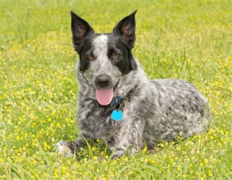 Texas Heeler Breed Info: A Friendly Farmhand From The Southwest ...