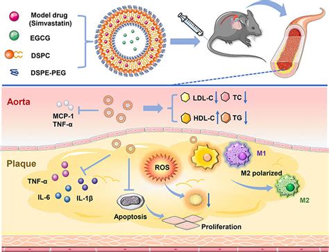 Composition and function diagram of liposome nanoparticles (SE-LNPs).... | Download Scientific ...