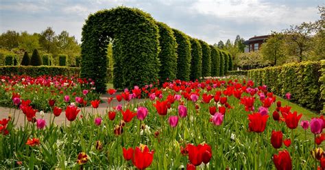 Visiting Keukenhof gardens: tips for 2020 | Travel Breathe Repeat