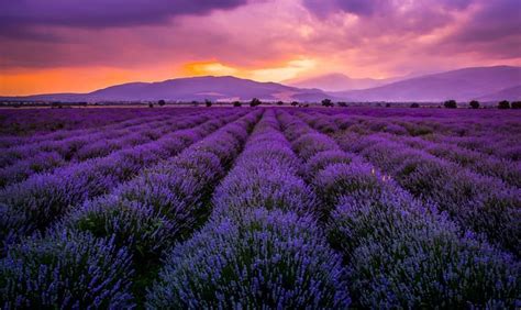 Edward Gustavson on Twitter | Landscape background, Lavender fields ...