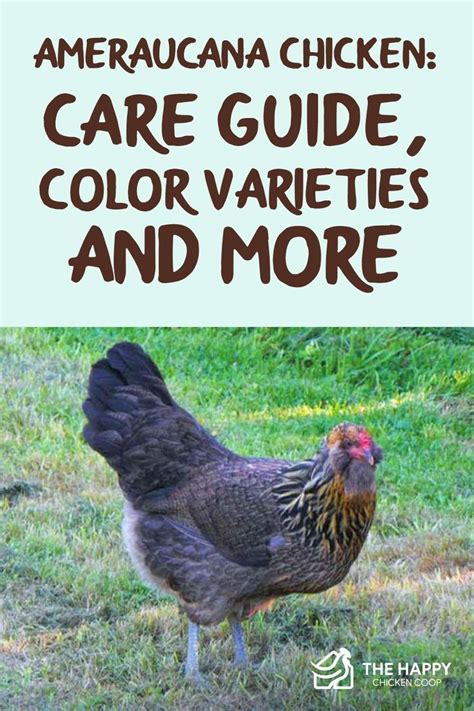 Ameraucana Chicken: Care Guide, Color Varieties and More | Ameraucana chicken, Backyard chicken ...