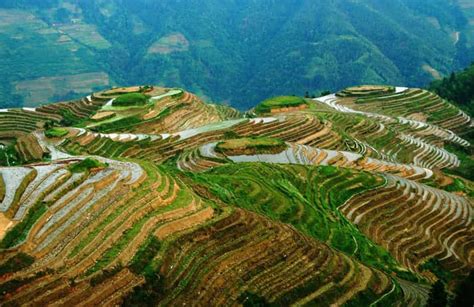 Guilin Private Tour of Dragon's Backbone Rice Terraces | GetYourGuide